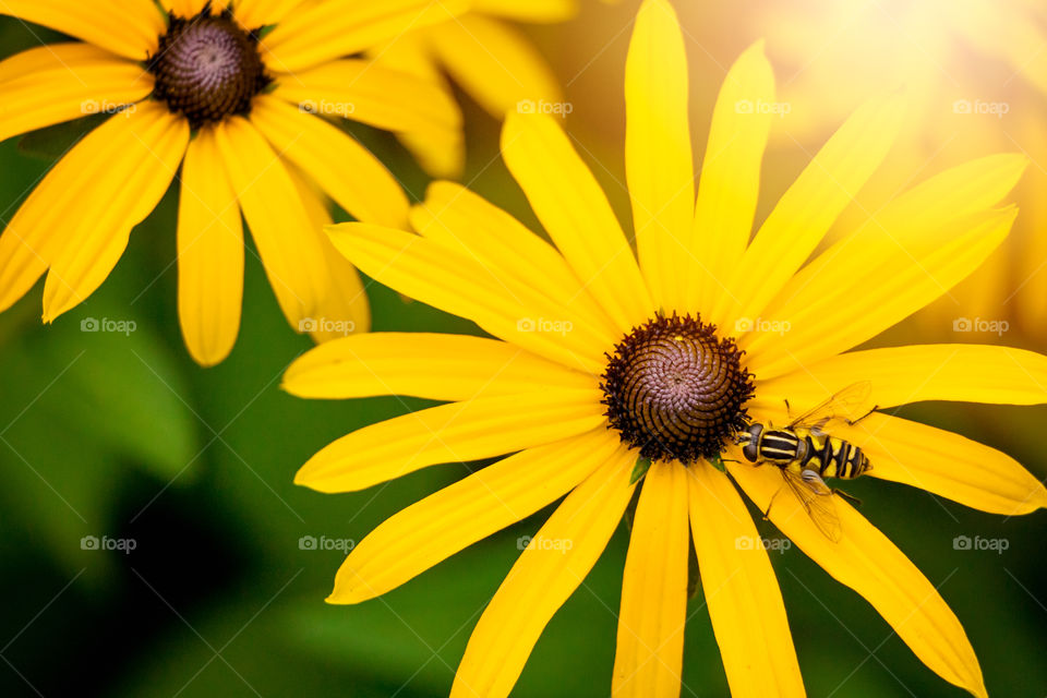 Yellow flower with bee with beautiful light spring summer 