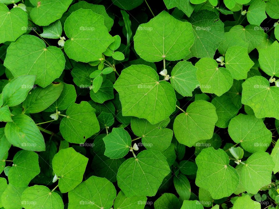 good for a wallpaper .