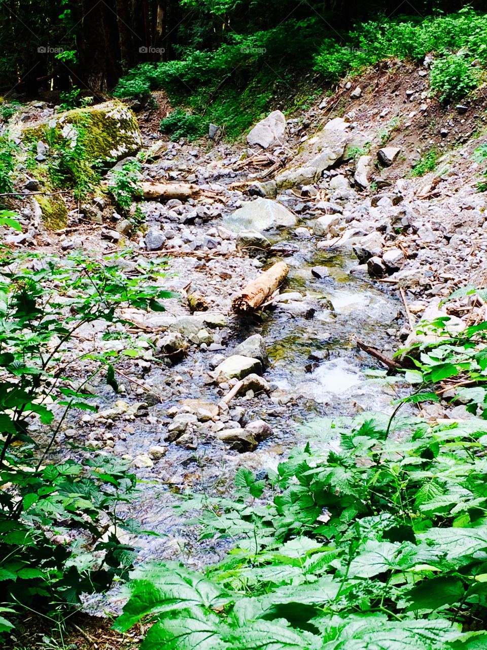 Stream in the forest 