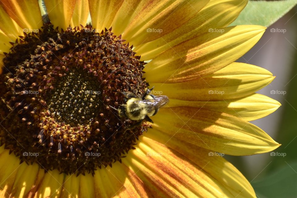 Bee on sunflower