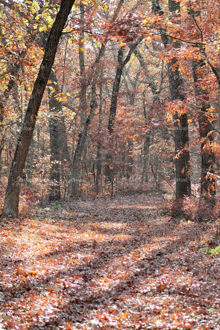 Dry leaves on footpath in forest