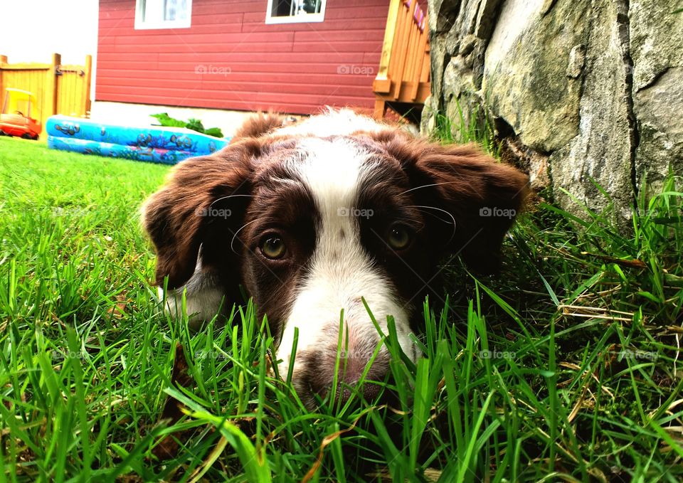 À lonely dog close up. Face looking at the camera no one. In the grass