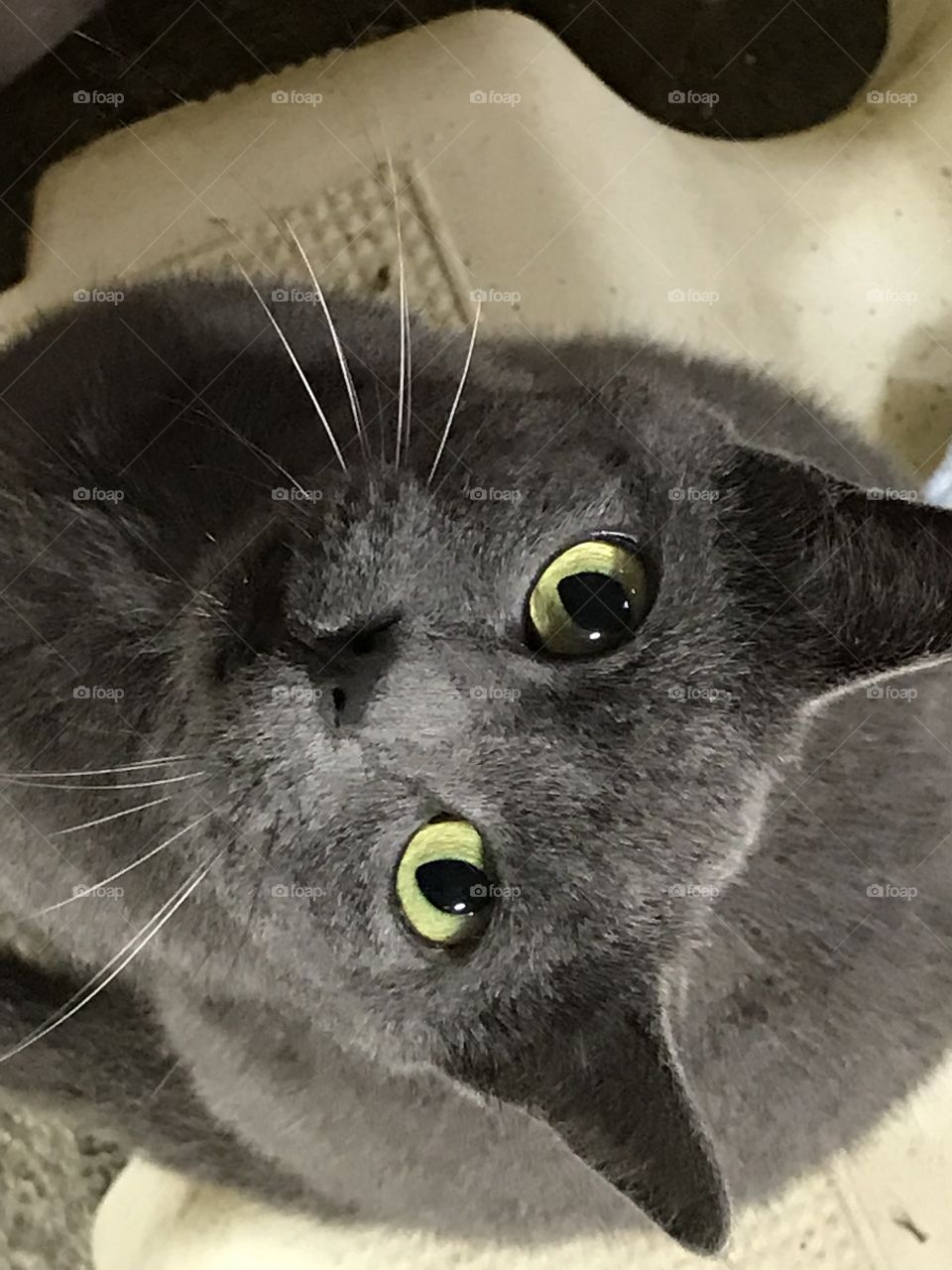 Gray Cat Portrait 