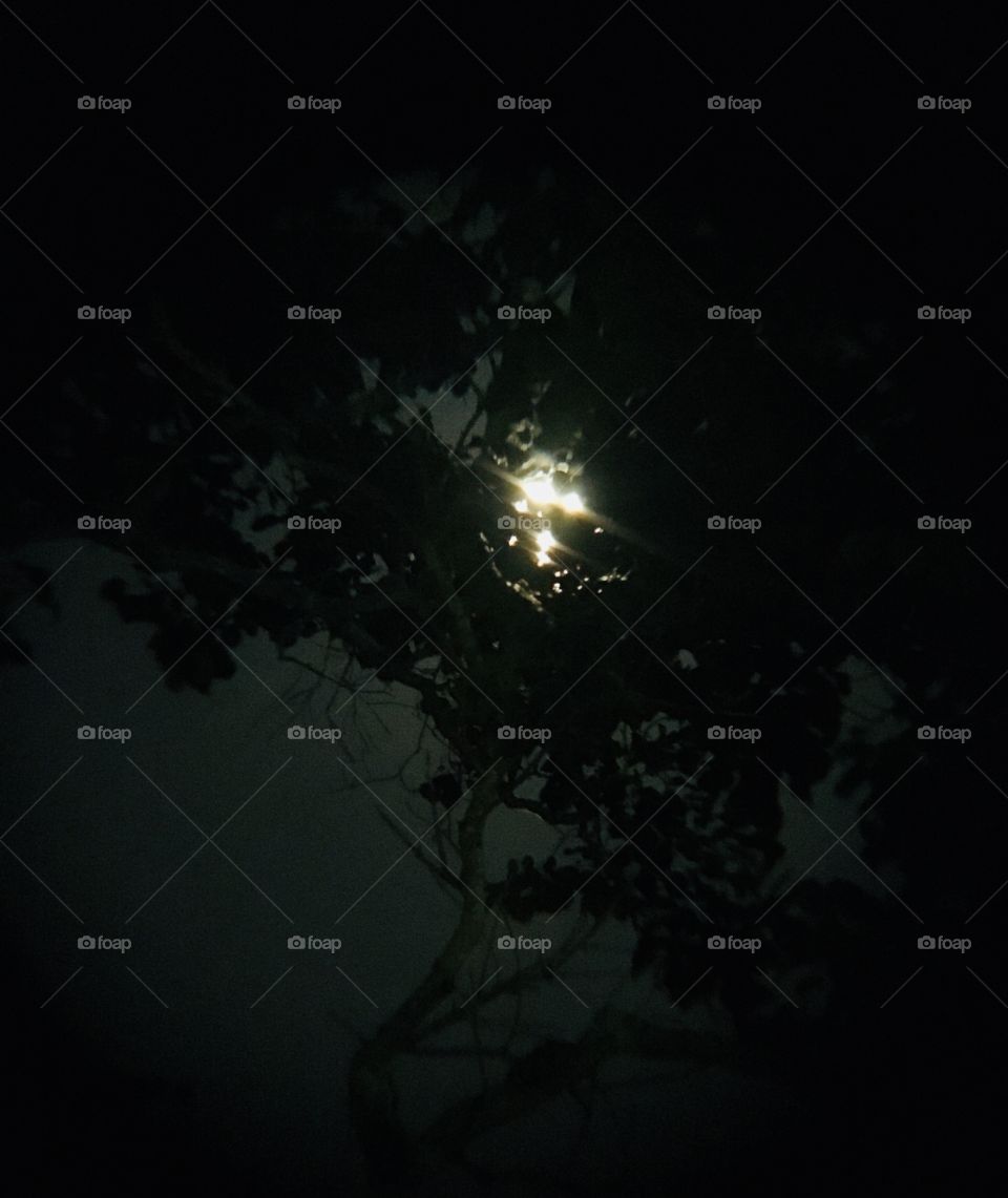Moon through tree
