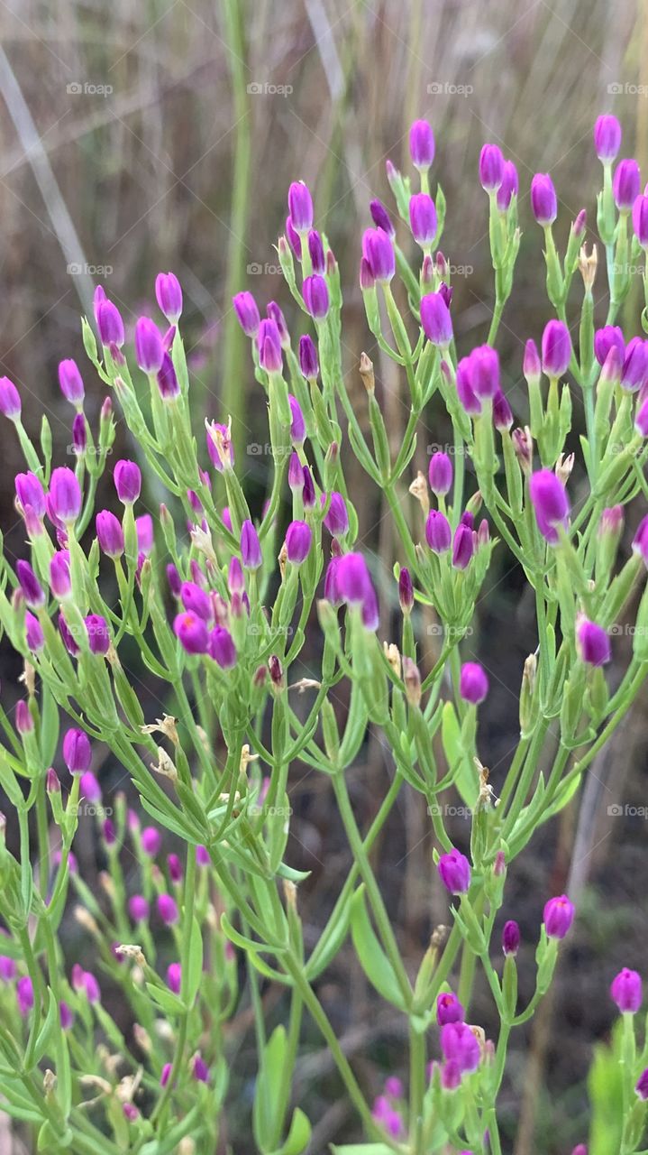 Purple weed flowers
