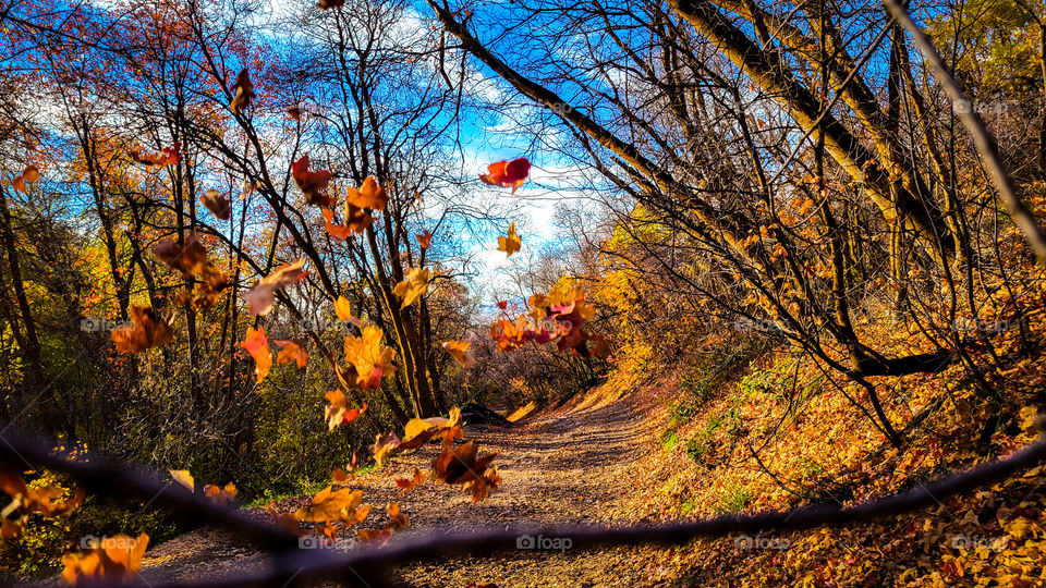 Autumn is here!
Halloween is close!
What are your plans for Halloween 2021? Stay home? Trick or treating? Having a party? Whatever your doing, ENJOY YOURSELF!