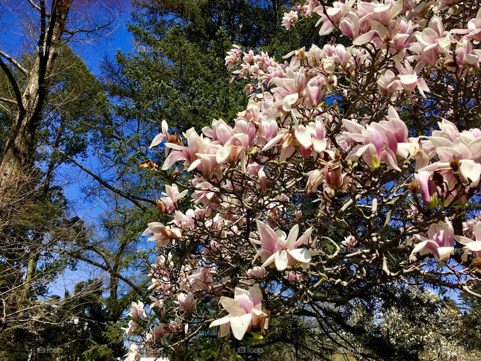Magnolia cascade 2