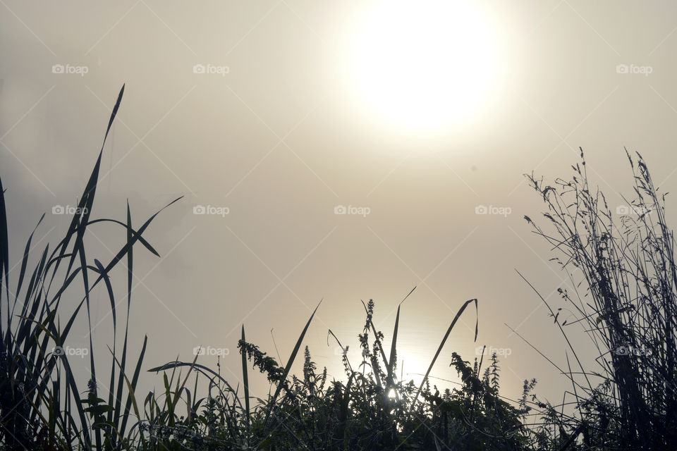 Cane and Hogweed in the foggy mist. with sun reflexion in the early morning