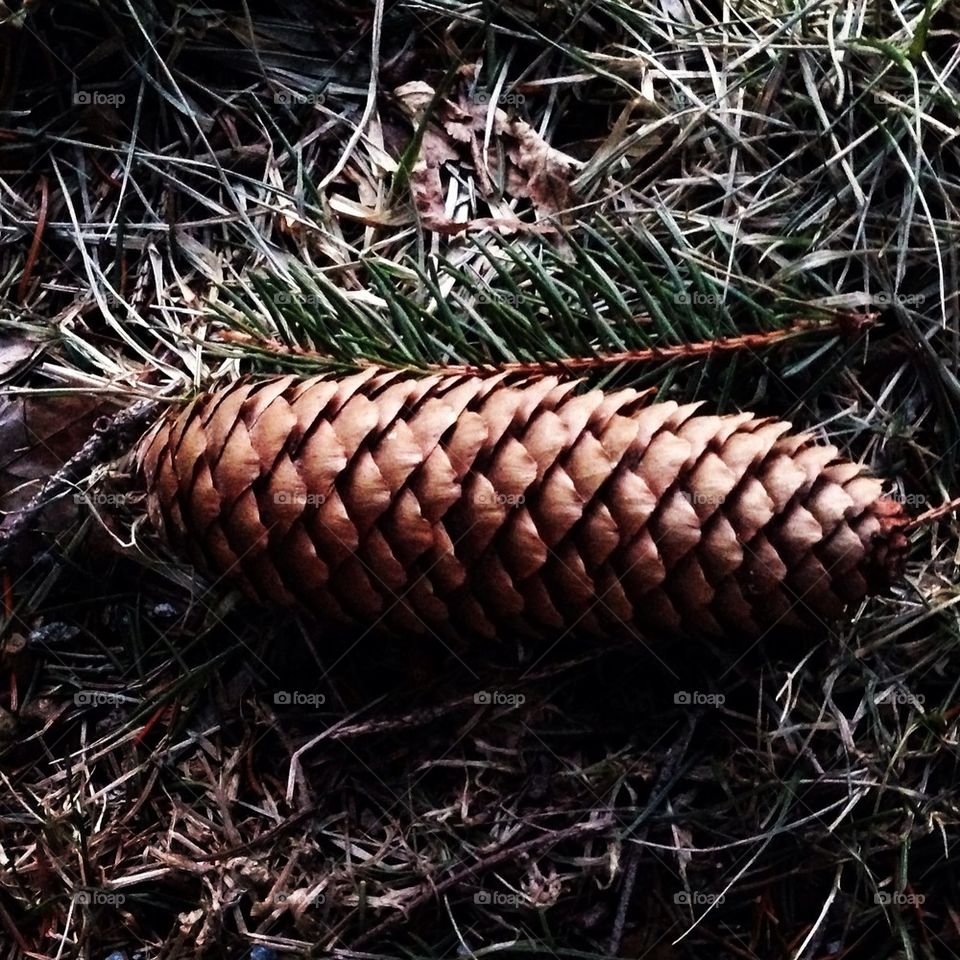 Pine cone