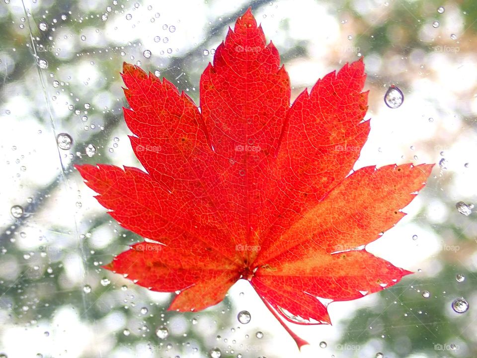 Maple leave on umbrella