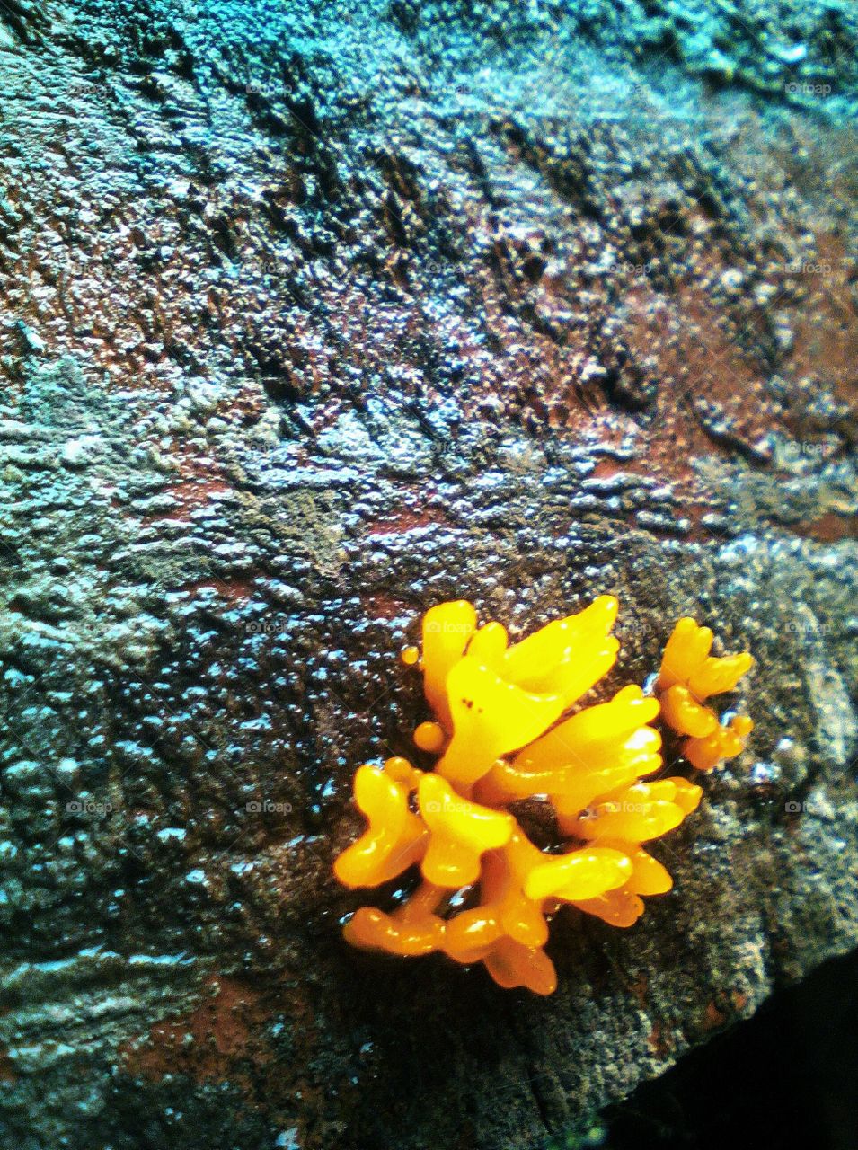 Yellow Fungus on wood, that's rarely half an inch