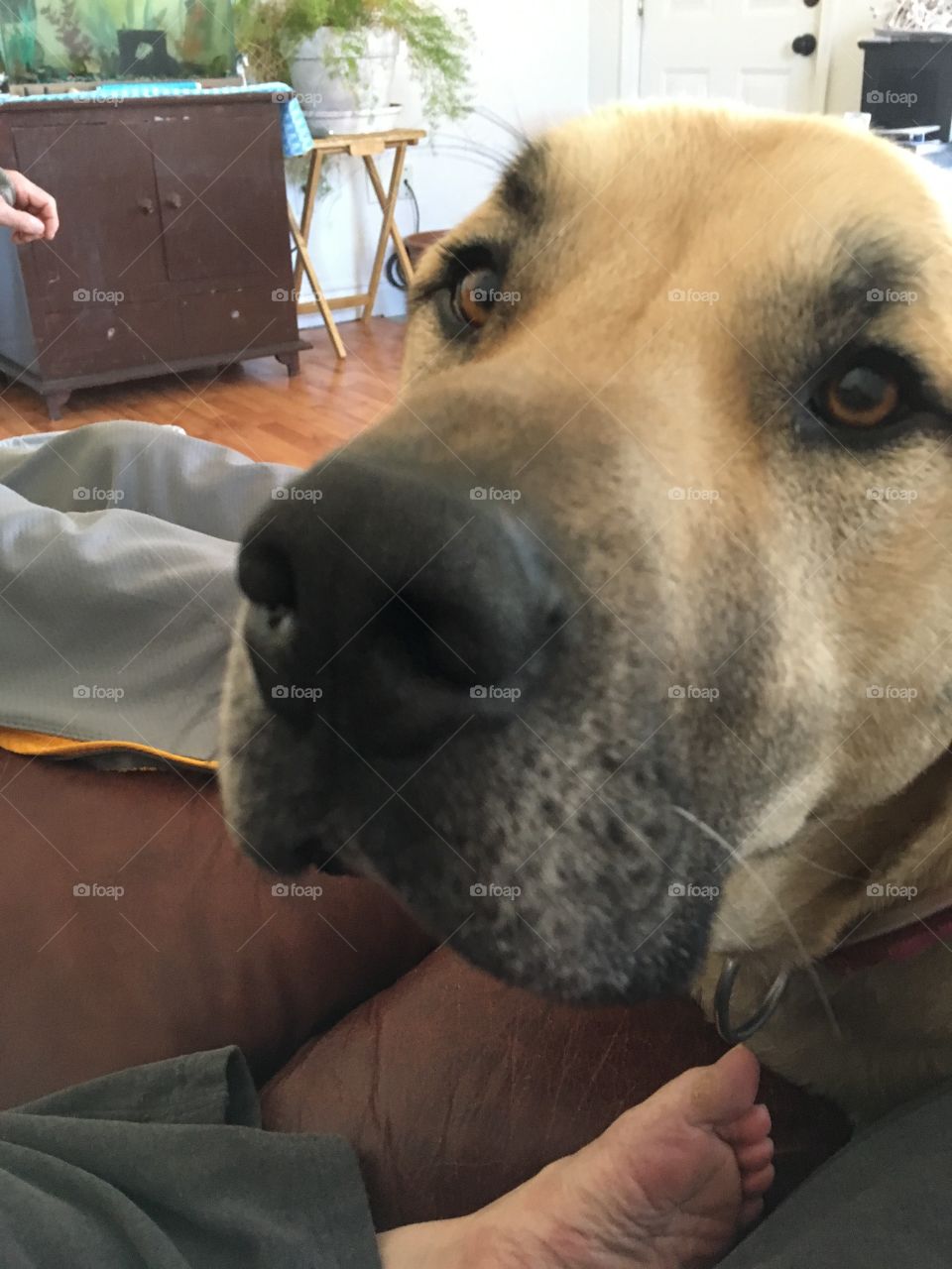 Looking back on some memories today and here’s one of Bear my bull mastiff sweet face.