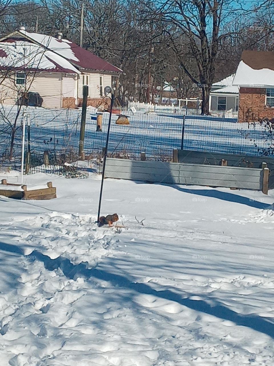 squirrel eating sunflower seeds that was thrown out just for her to eat on this snowy day.