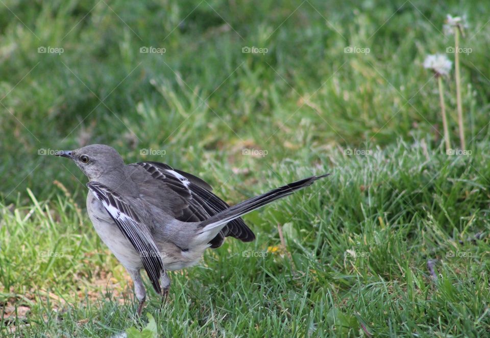 Young northern mockingbird on grass with wing bars in view 