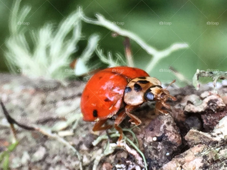 Lady bug beetle 