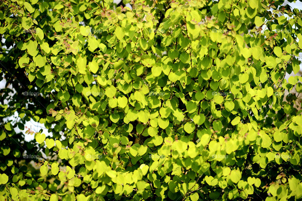 natural background of green leaves