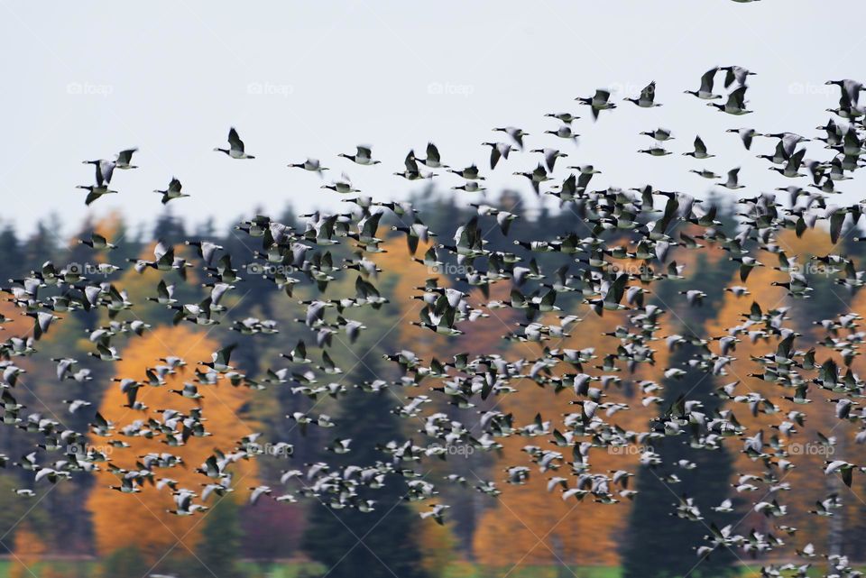 Thick flock of barnacle goose flying at fast speed past forest with Autumn foliage on October Afternoon in Helsinki, Finland.