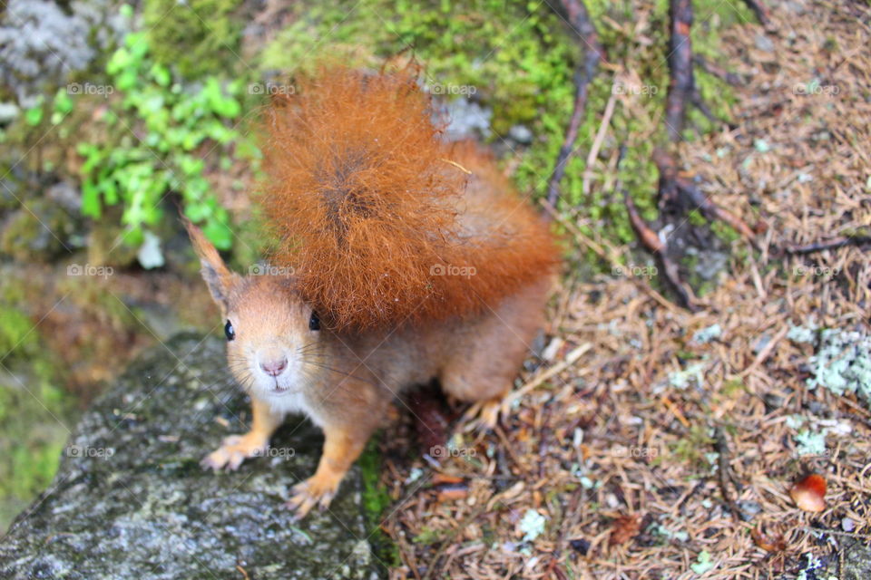 Curious cute squirrel