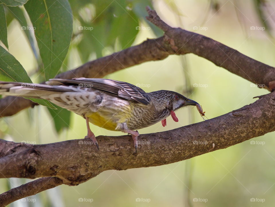 Red wattle bird in a tree with a bug