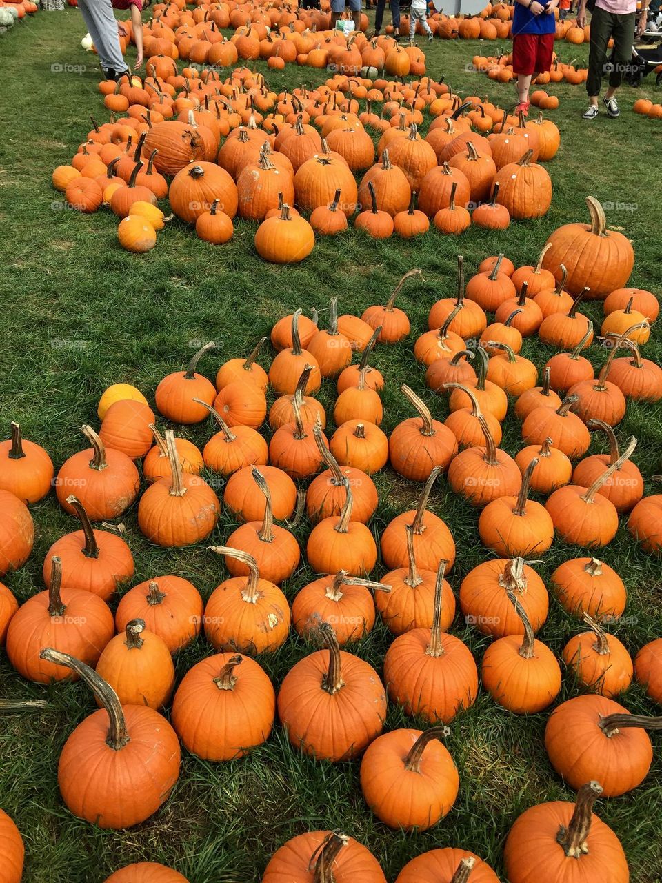 A full Pumpkin patch for October  
