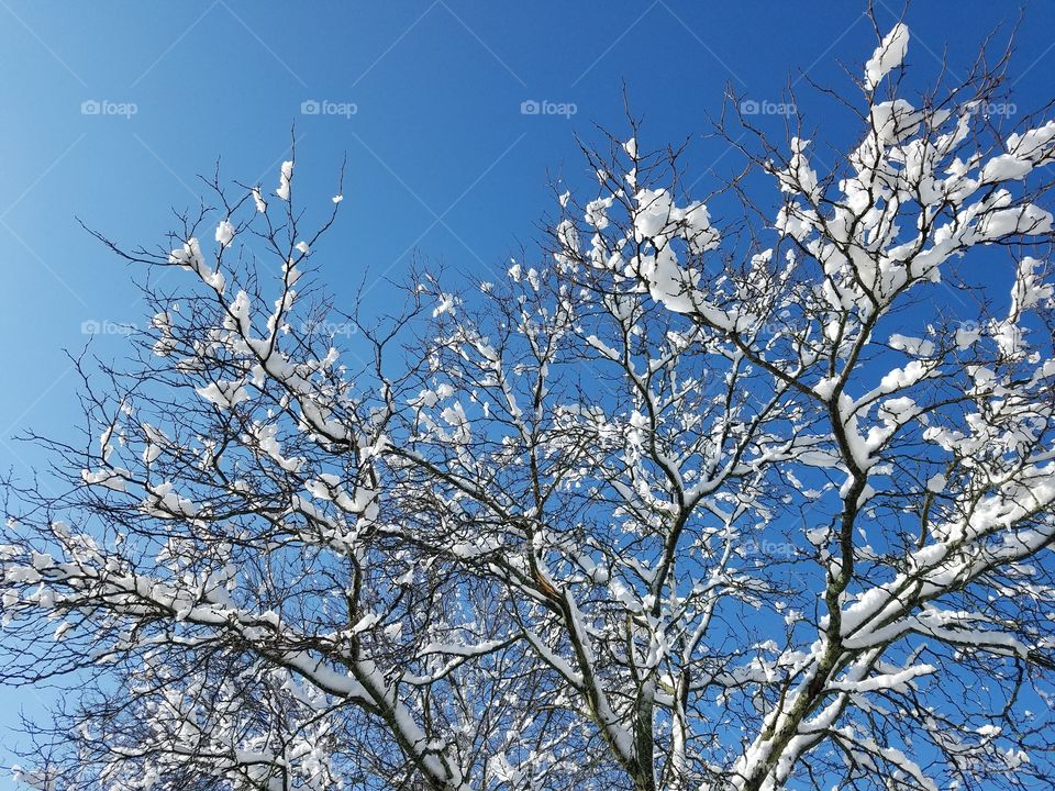 winter tree