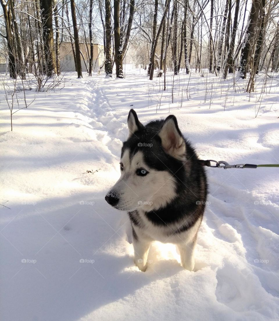 dog in snowy park winter time