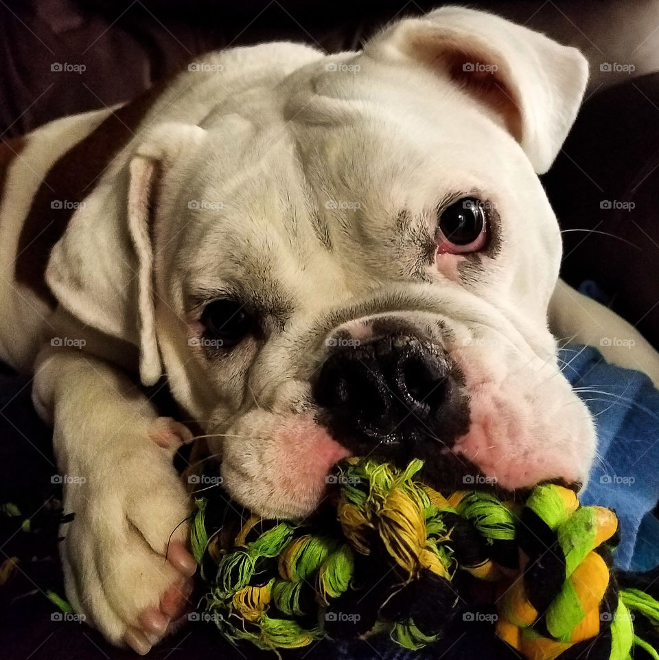 Adorable English Bulldog chewing on a toy