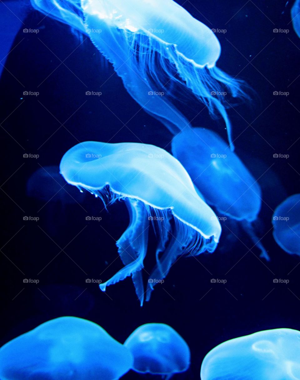 jellyfish