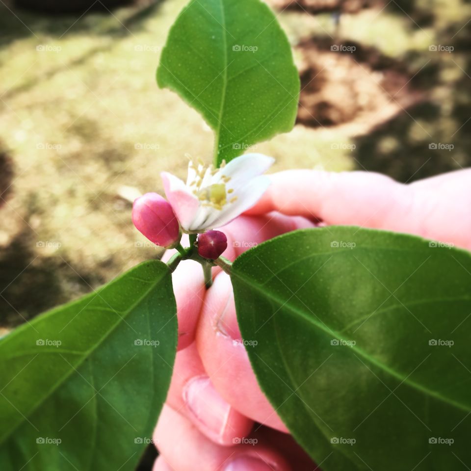 Nosso #limoeiro está todo florido!
Aliás, você já sentiu o perfume da #flor do pé de limão? É muito bom!
🍋 
#natureza #fotografia #jardinagem #flores