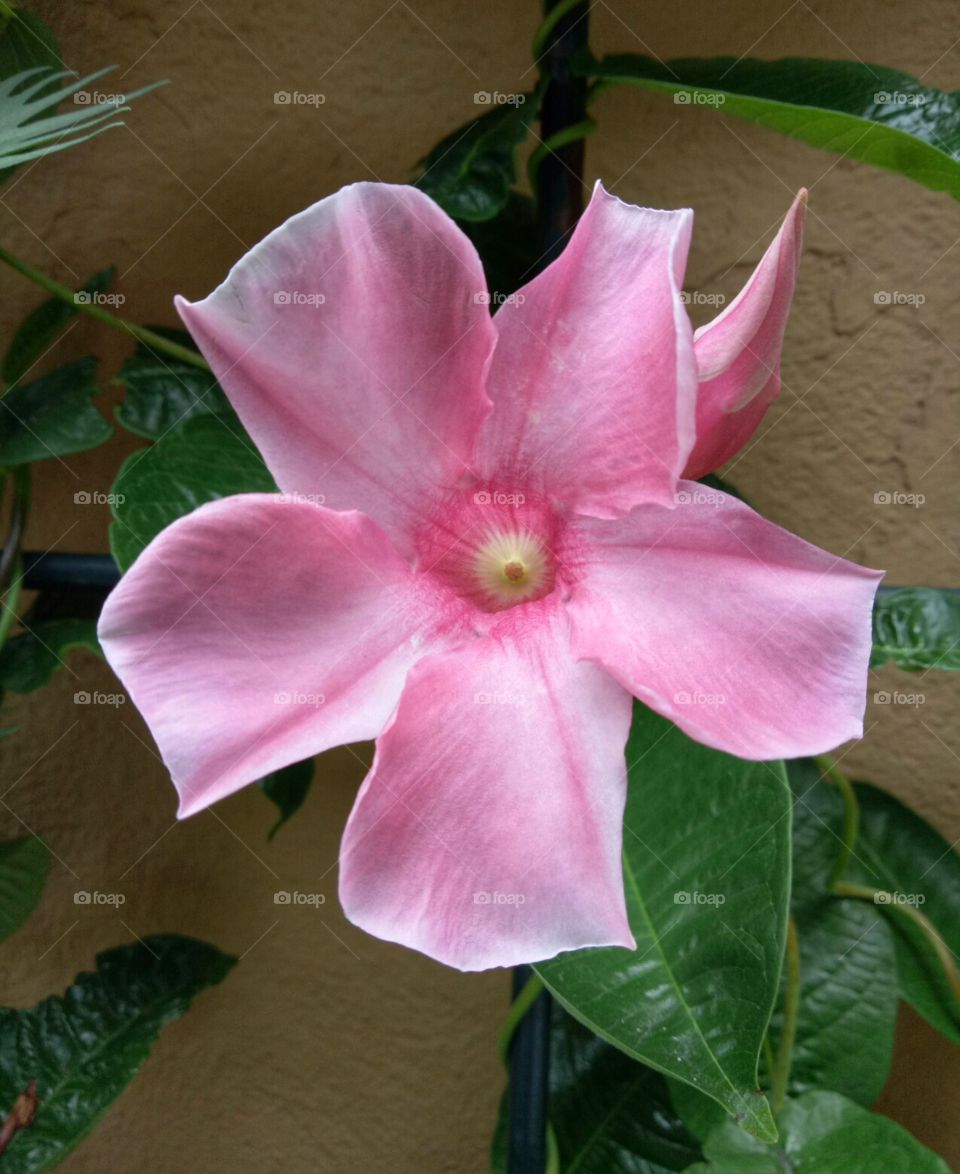 Brazilian jasmine flower blossoms with pink petals outside the building. In the garden.