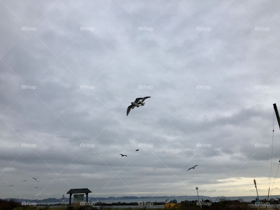 Seagulls