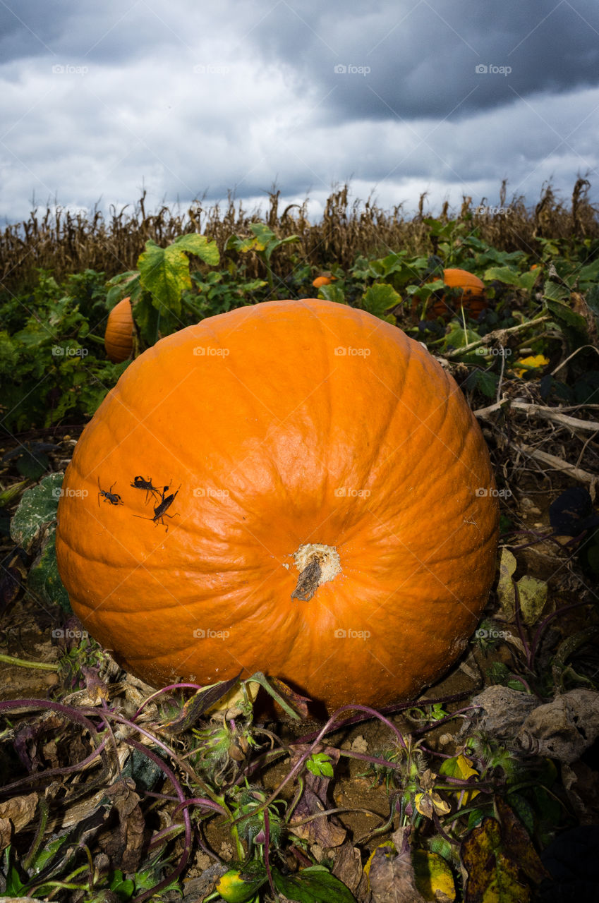 nature october pumpkins haloween by razak_photography