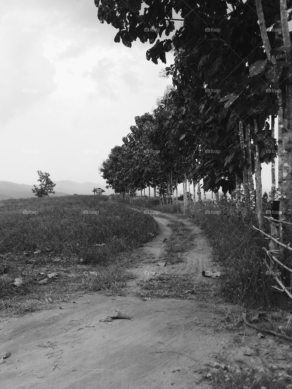 Tree lined path. A path through farmland in rural Thailand