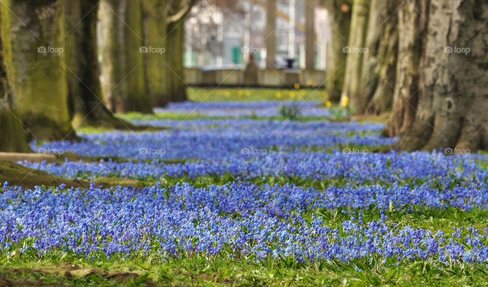 Flower, Nature, Springtime, Flora, Floral