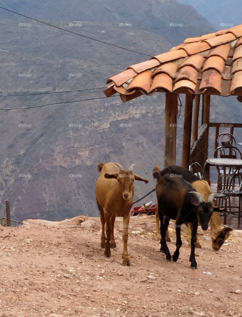 Camuro, animal con características similares a las de la oveja que, contrario a tener un vellón de lana, tiene un grueso pelaje. Es típico de varias regiones en Colombia.