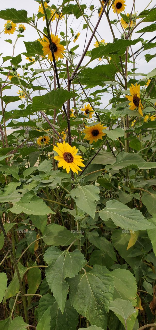 Sunflowers