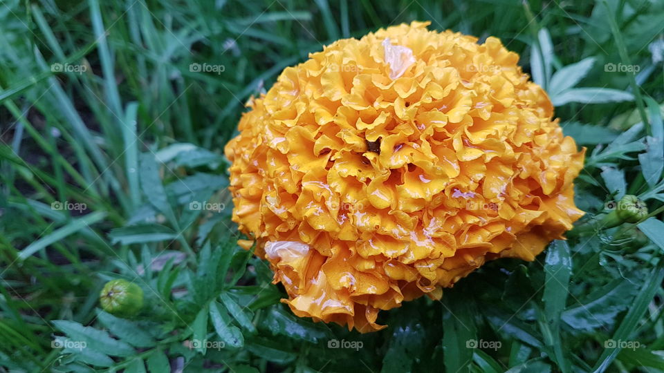 bright orange flower after the rain