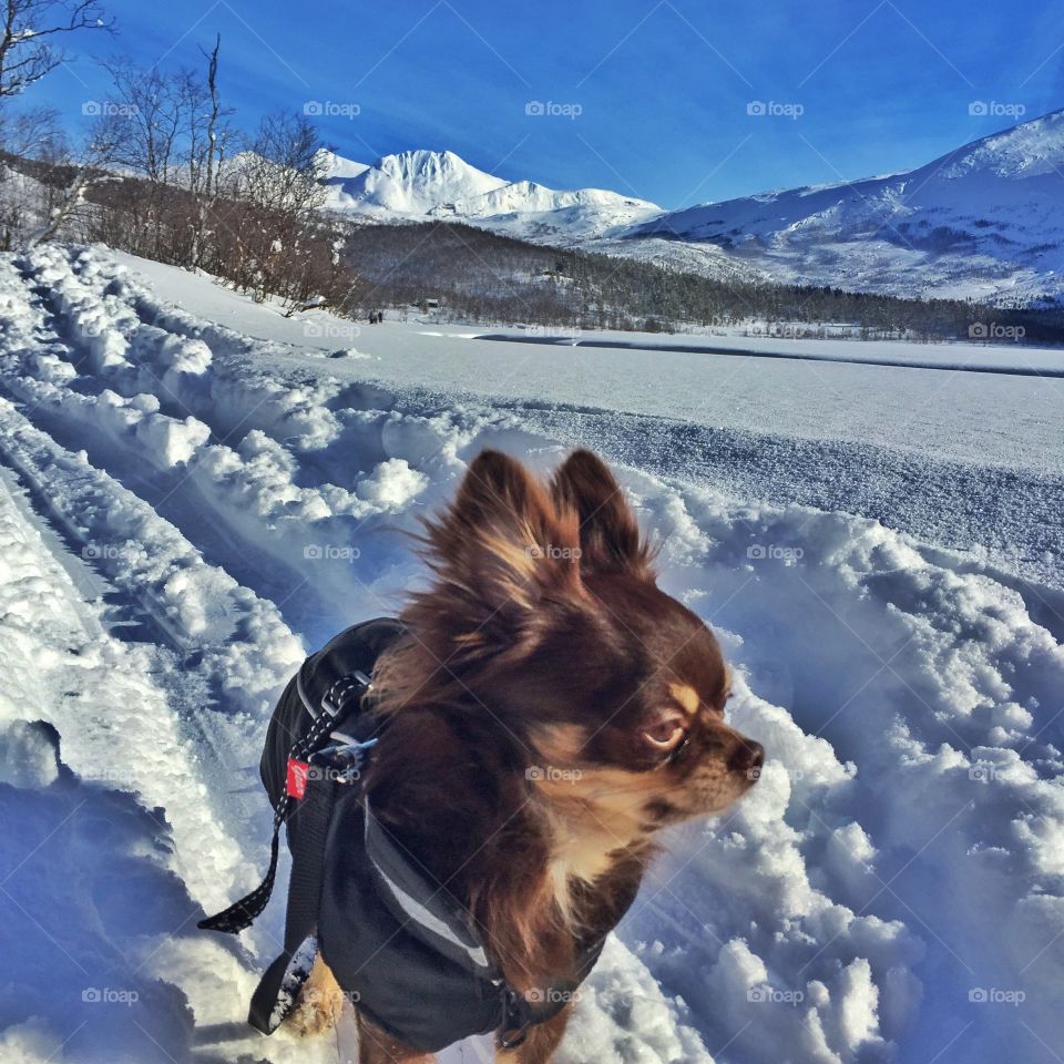 Chihuahua in Norwegian ski slope 
