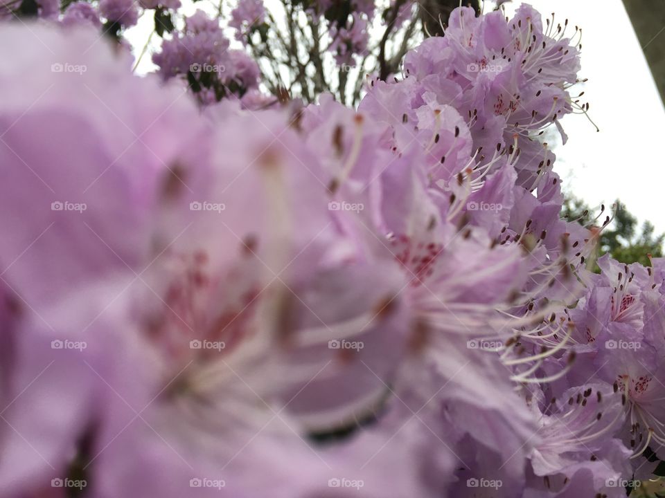 Close-up of pink cherry blossom