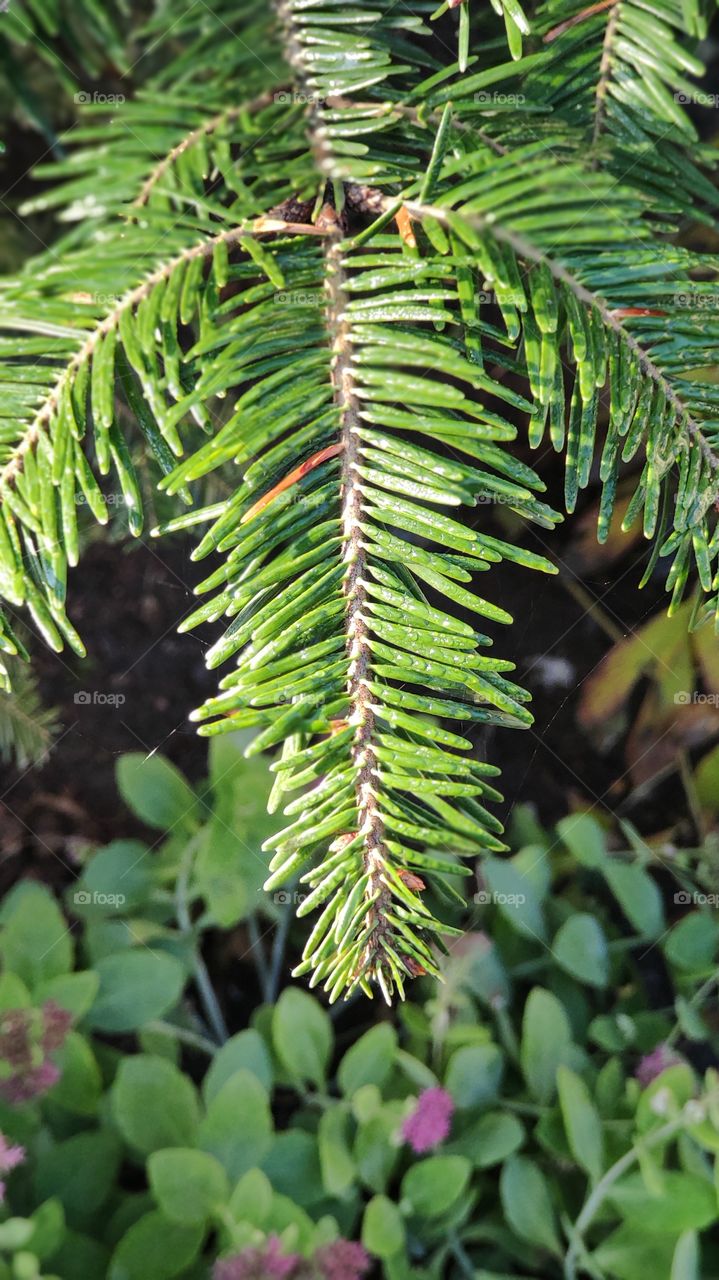 Close-up of conifer needle out of focus by blurring front and rear view