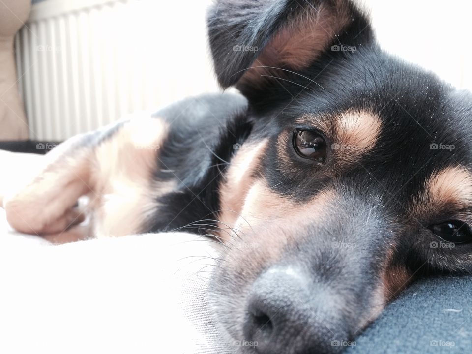 Dog snoozing. Doggy snoozing in the middle of the day