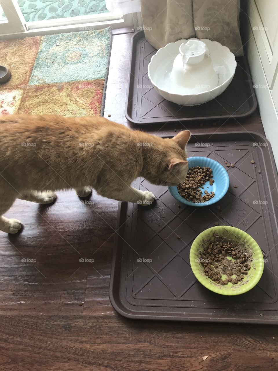 Kibbles for lunch 