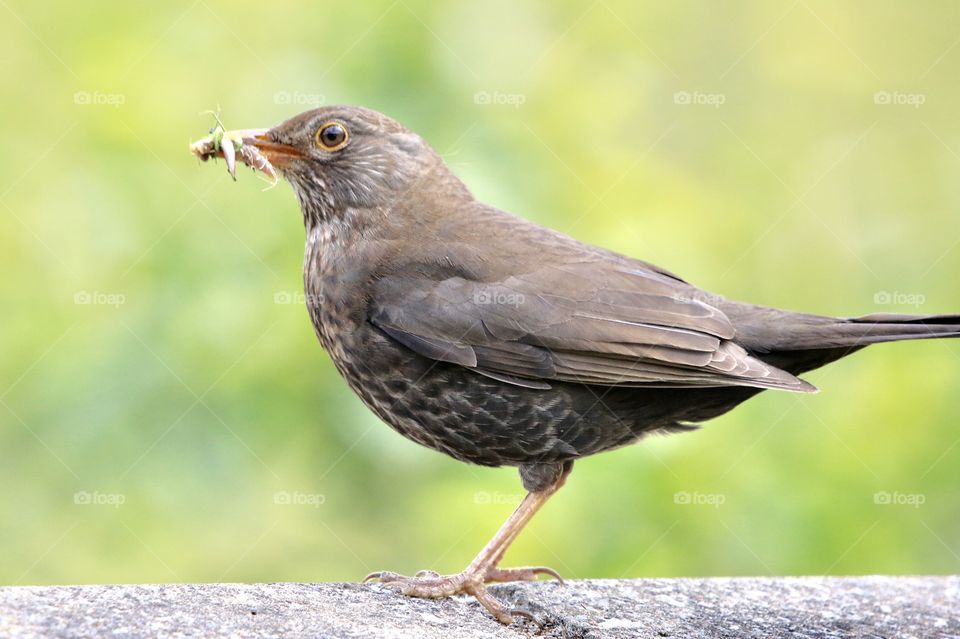 Bird, Wildlife, Nature, Avian, Blackbird