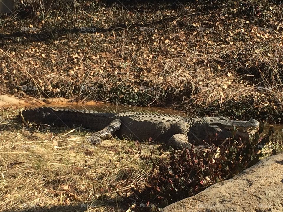 No Person, Nature, Wildlife, Outdoors, Danger