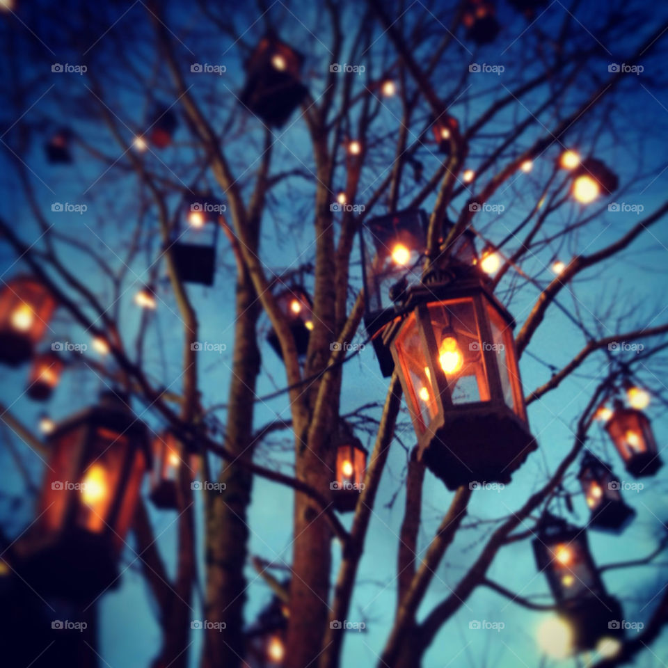 Lights in tree with blue night sky.