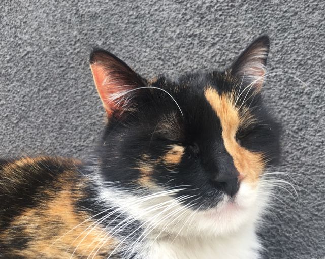 Cat's dream