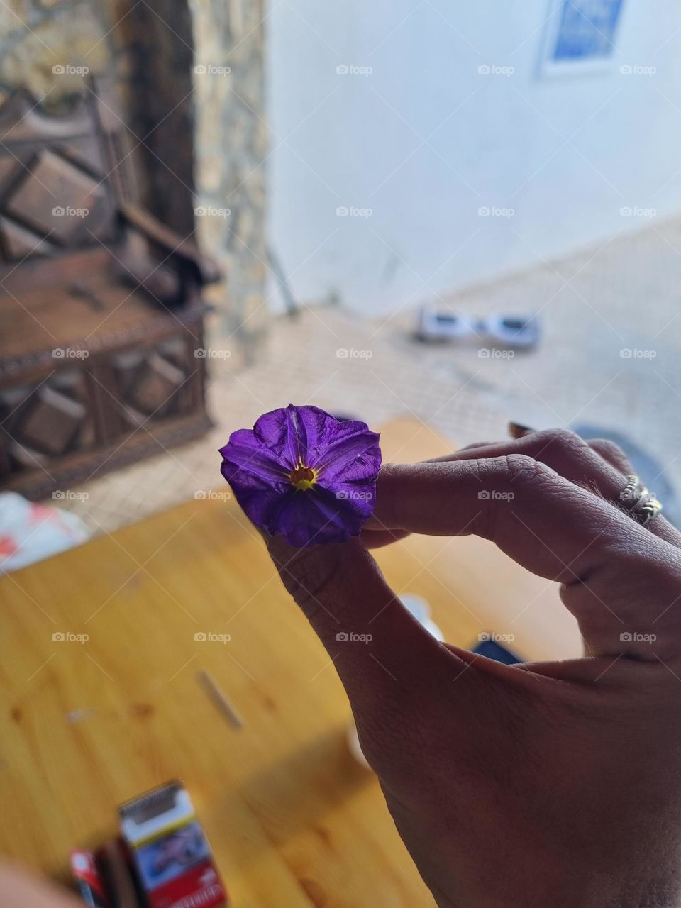 Purply flower and a toasted yellow table
