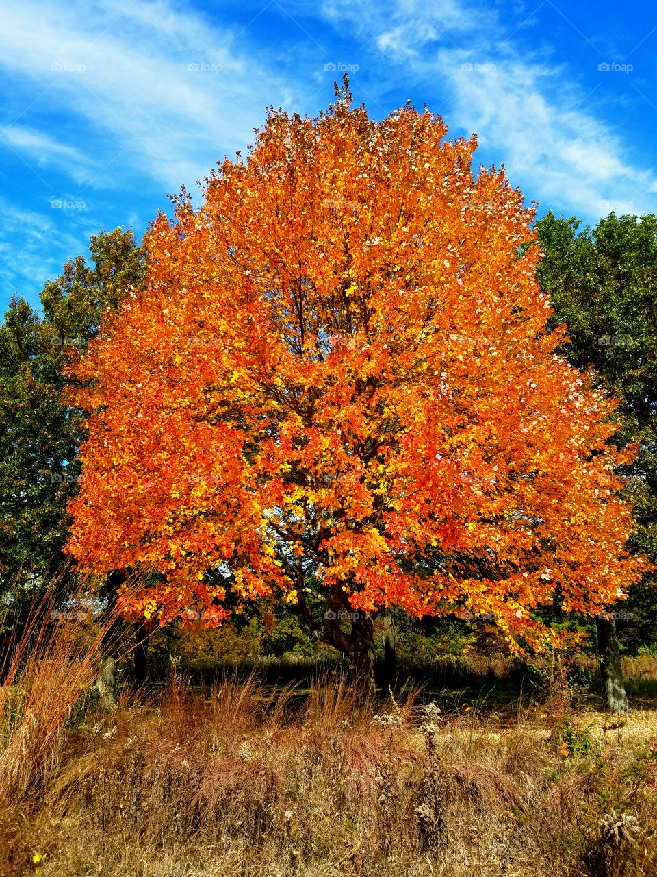 fall foliage