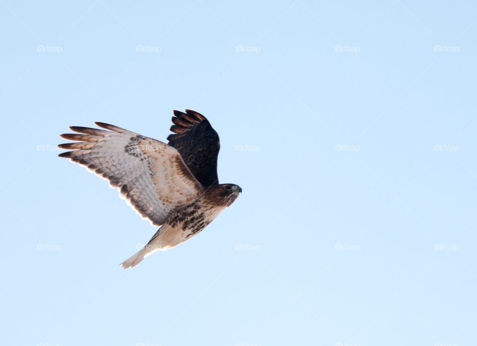 Red Tail Hawk