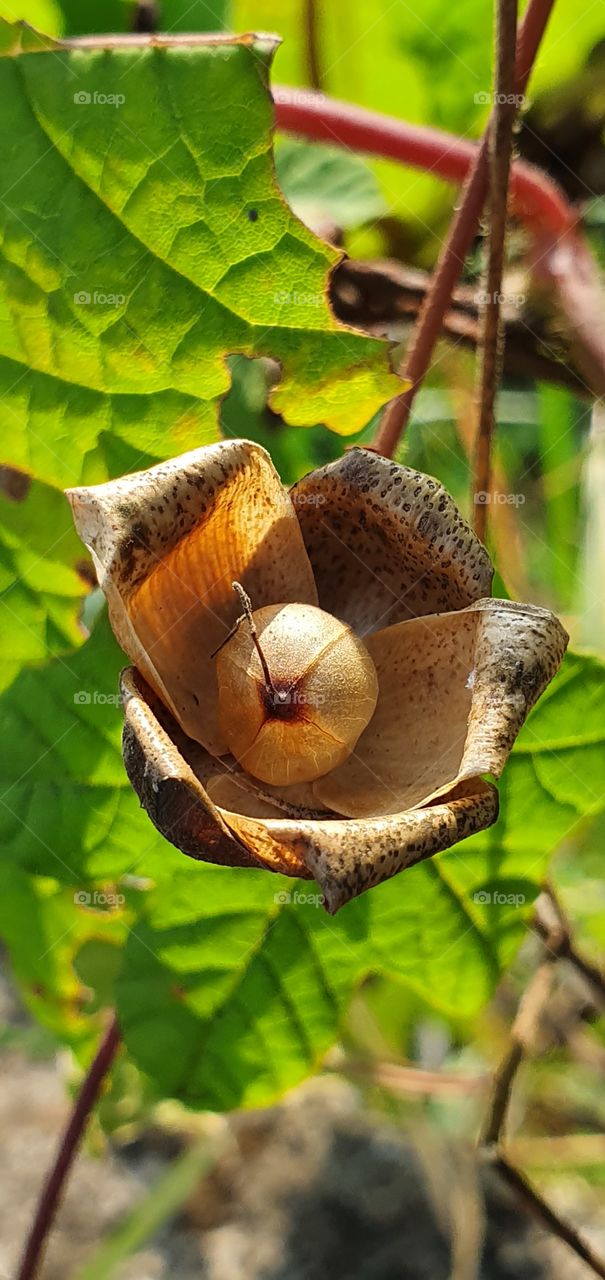 when seed ready to grow